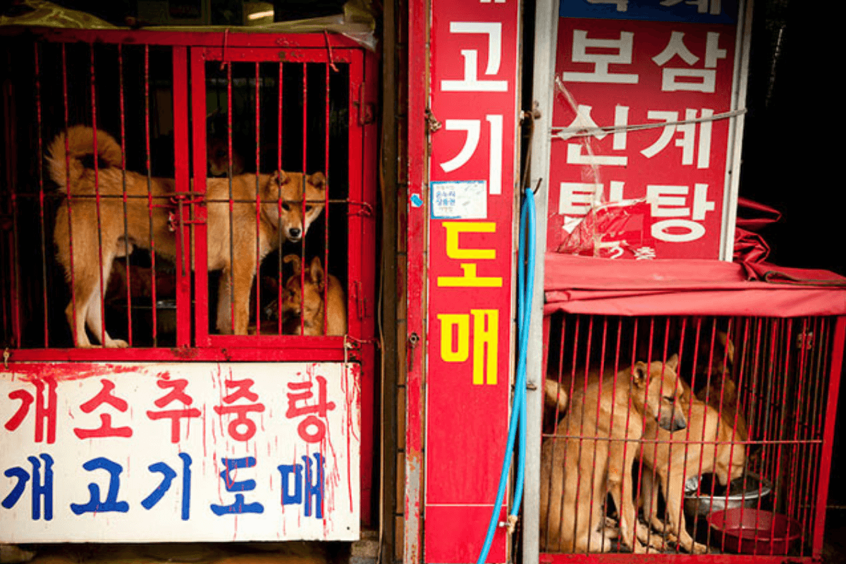 В каких странах едят собак на сегодняшний день: едят ли в южной корее