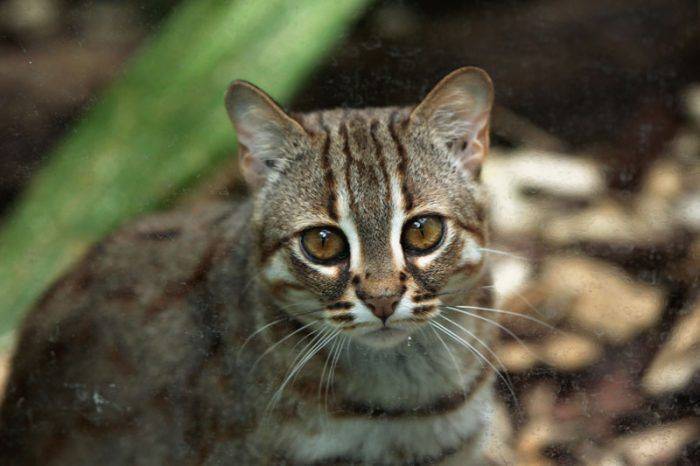 Тигровая кошка (онцилла): описание внешности, характер, среда обитания и образ жизни, фото