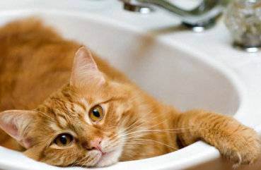Почему кошки боятся воды? как приучить кошку к воде?
