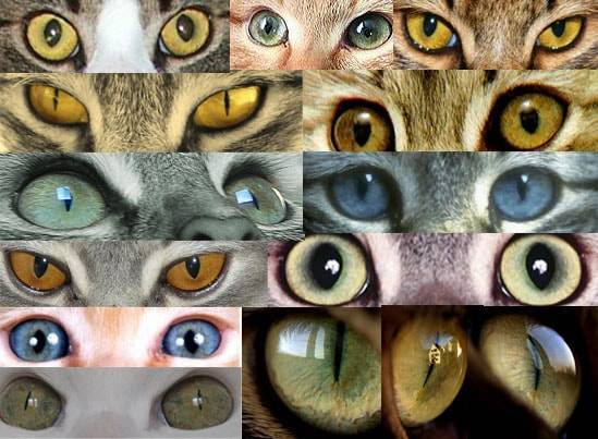 Как кошки меняют цвет. цвет глаз шотландских кошек. какое значение имеет цвет глаз - новая медицина
