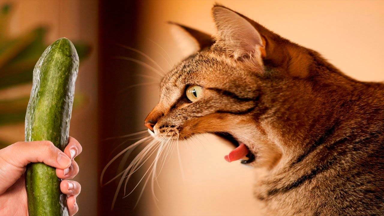 Почему коты и кошки боятся огурцов: правда или миф, в чем причина возникновения страха у взрослых животных и котят, как избавиться