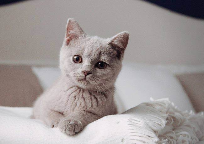 Британская вислоухая кошка: характер, уход, здоровье, особенности