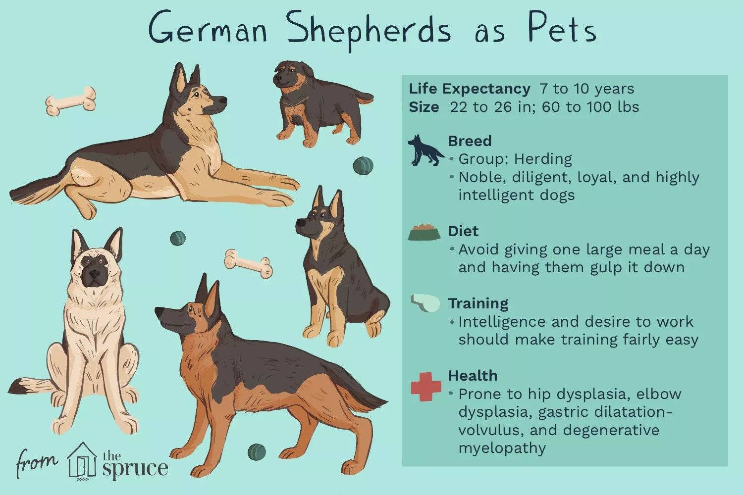 Немецкая овчарка: описание, характеристика породы, фото, характер и отзывы