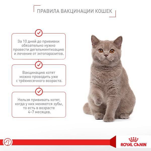 Как часто "глистогонить" кошку, если она домашняя, для профилактики, сколько раз давать таблетки?