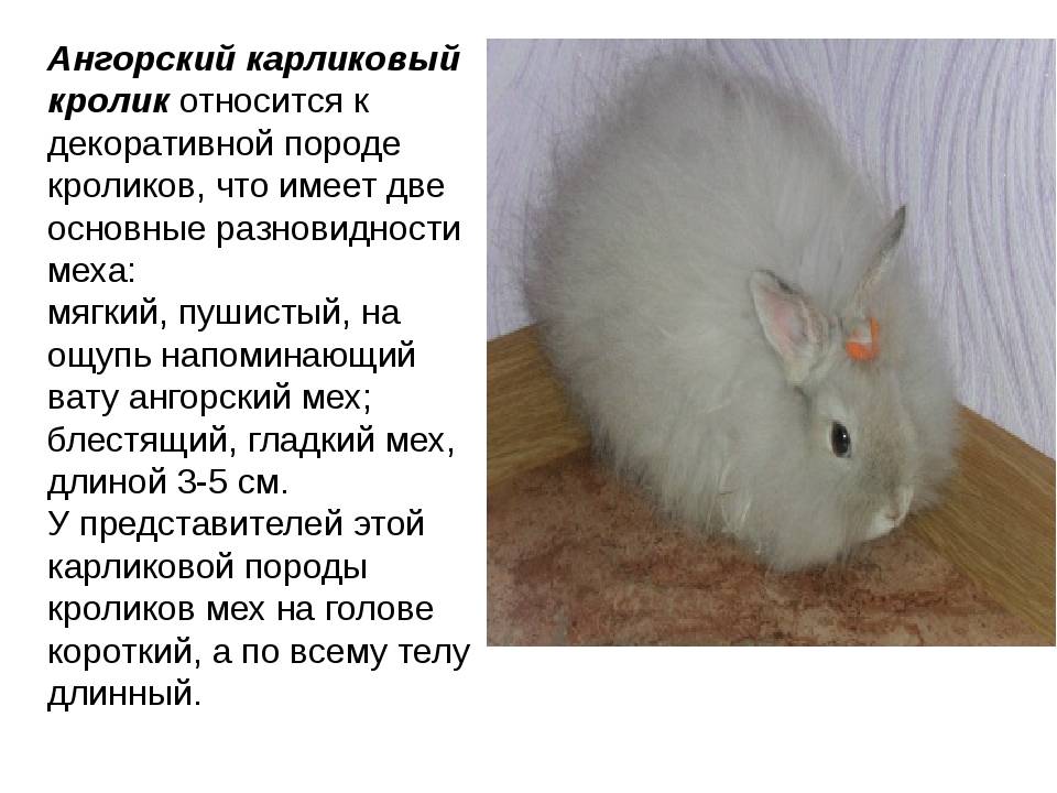 Ангорский кролик — пряжа и изделия из пуха ангорского кролика. что такое ангора?