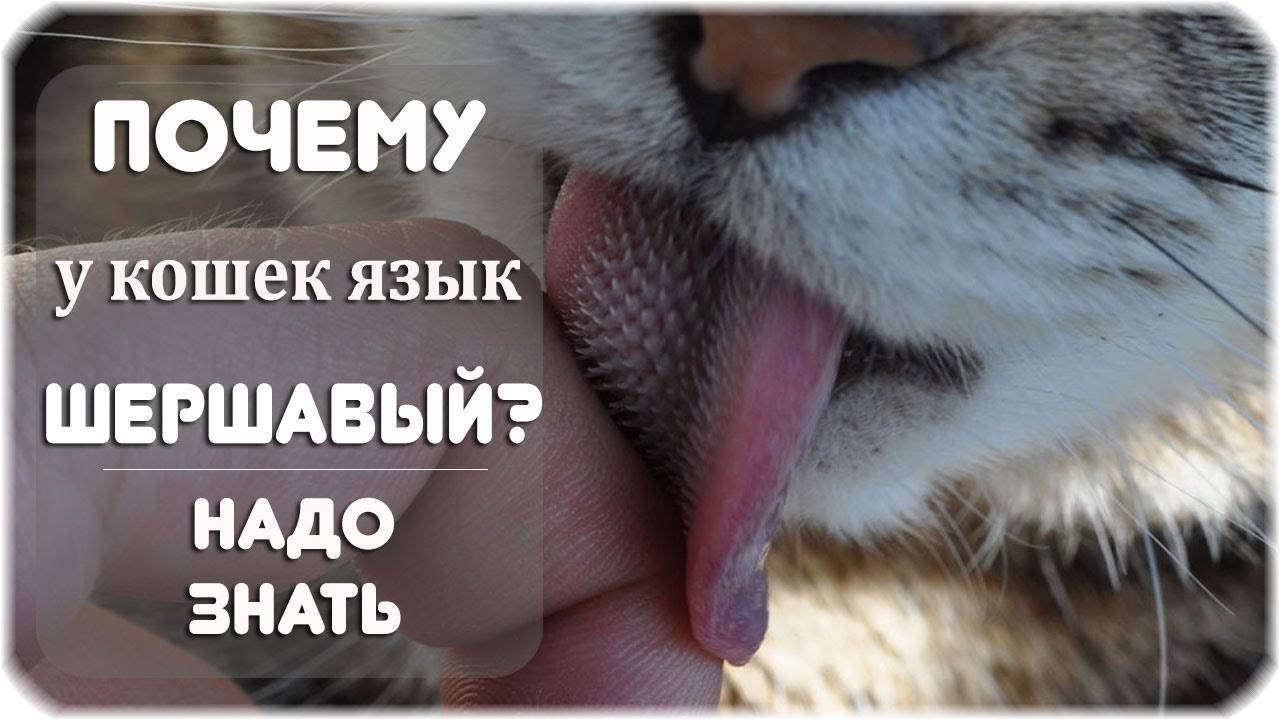 Из-за чего появляются красные пятна на языке у кошки?