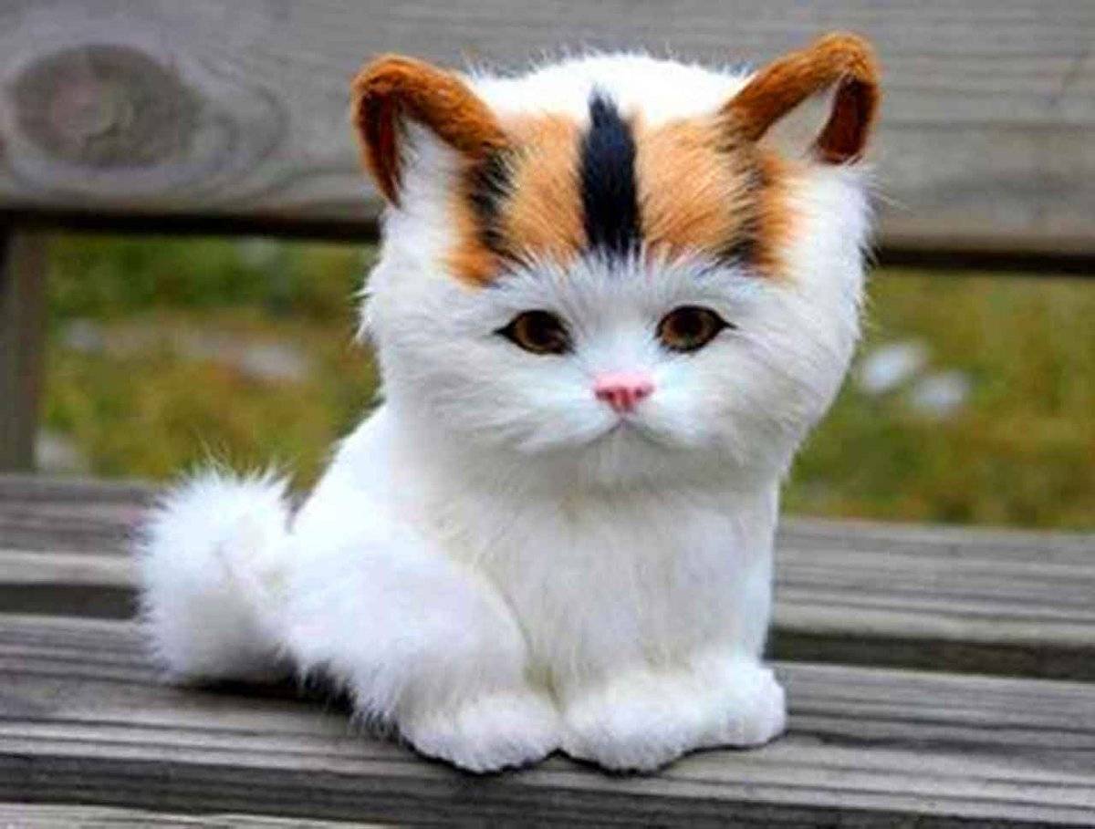 Топ-20 самых красивых пород кошек