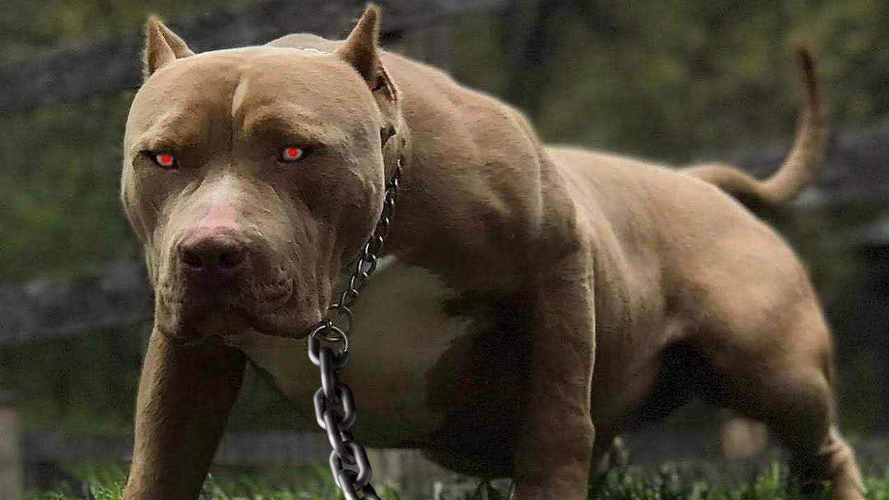 Топ-10 самых злых пород собак