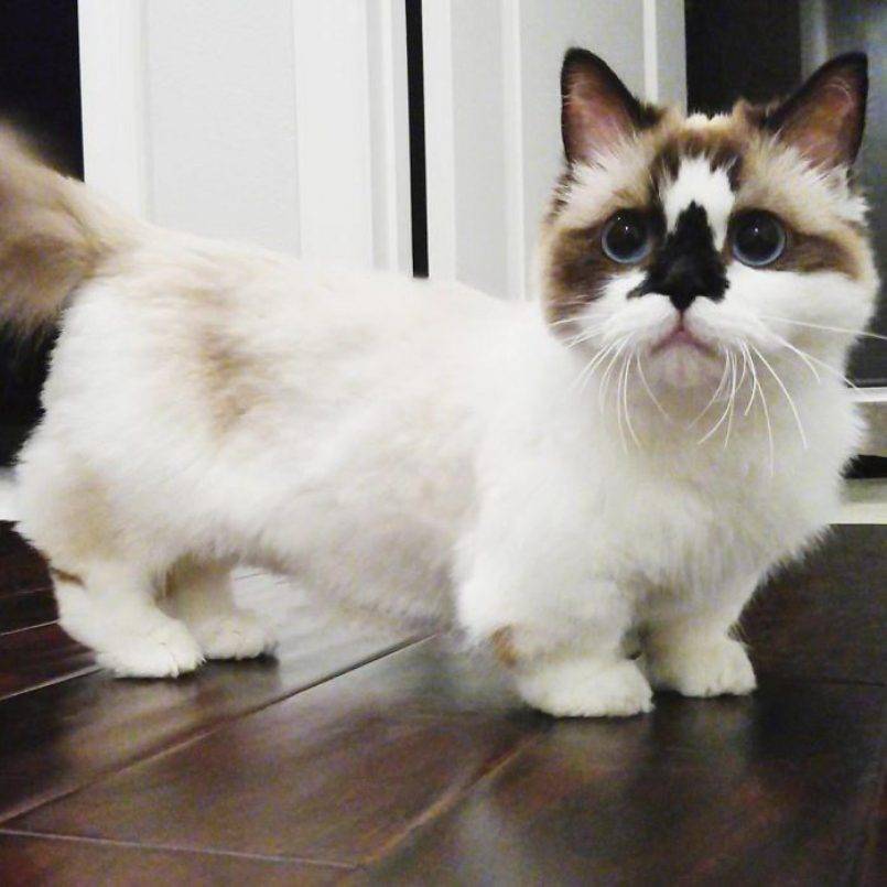 Манчкин – порода кошек с короткими лапами. описание и фото породы кошек манчкин