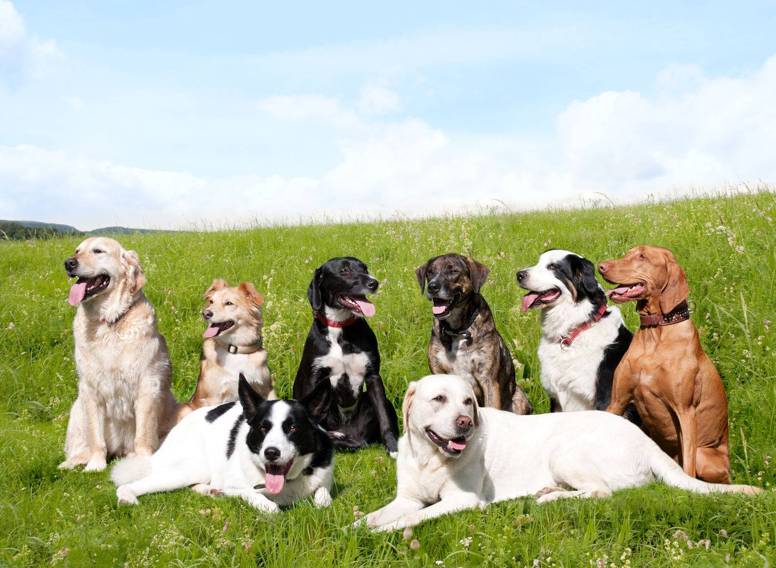 Самые умные породы маленьких собак — рейтинг, описание пород