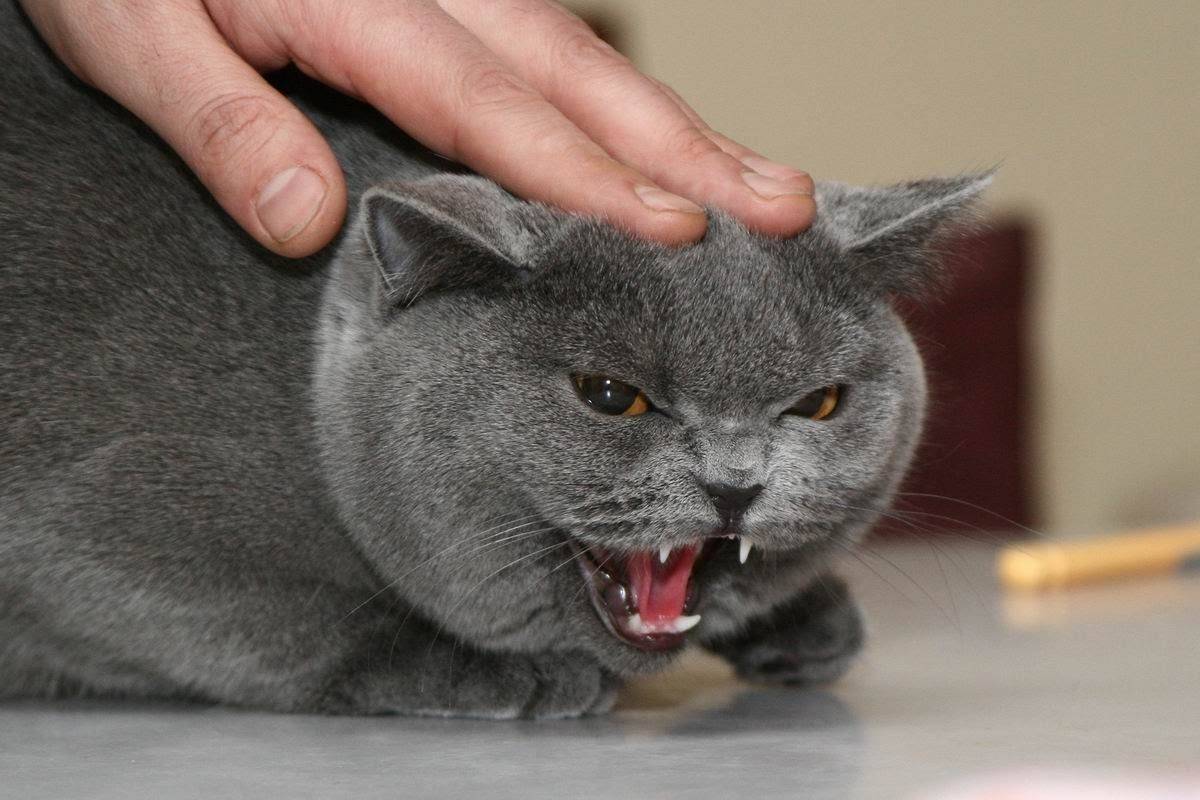 Кот нападает на хозяина: шипит, кусает, царапается, причины, что делать и как отучить
