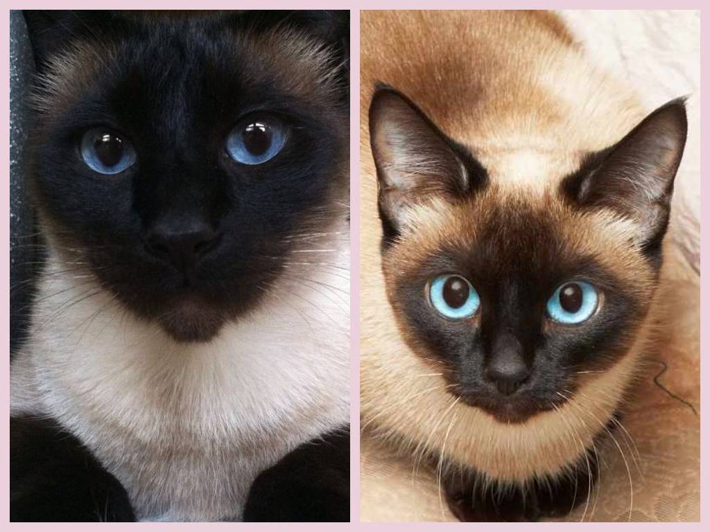 Чем отличаются тайские кошки от сиамских