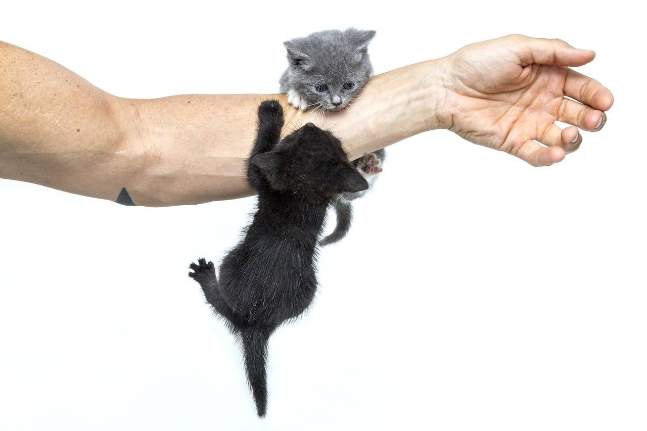 Как отучить котенка кусаться и царапаться: эффективные способы и практические советы