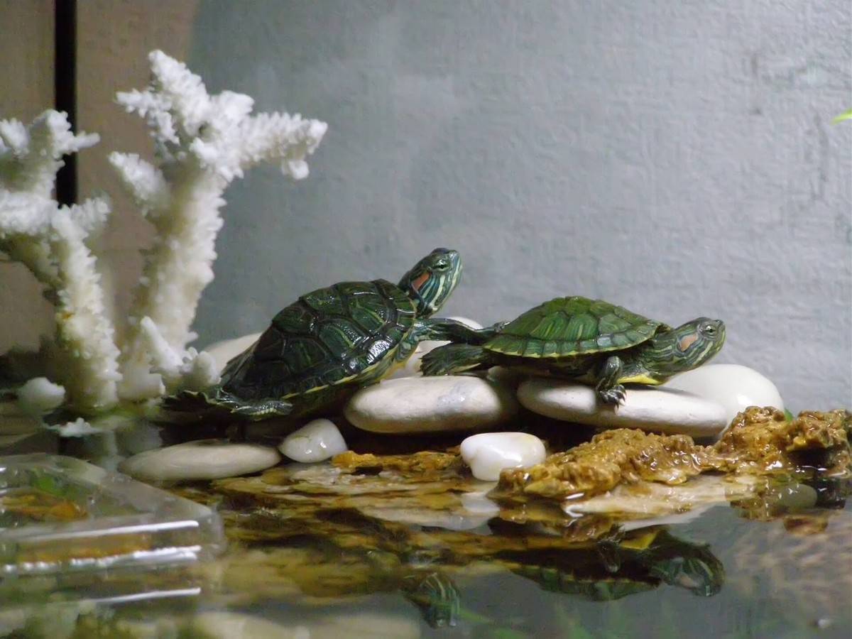 Как выбрать морскую черепаху для дома | блог ветклиники "беланта"