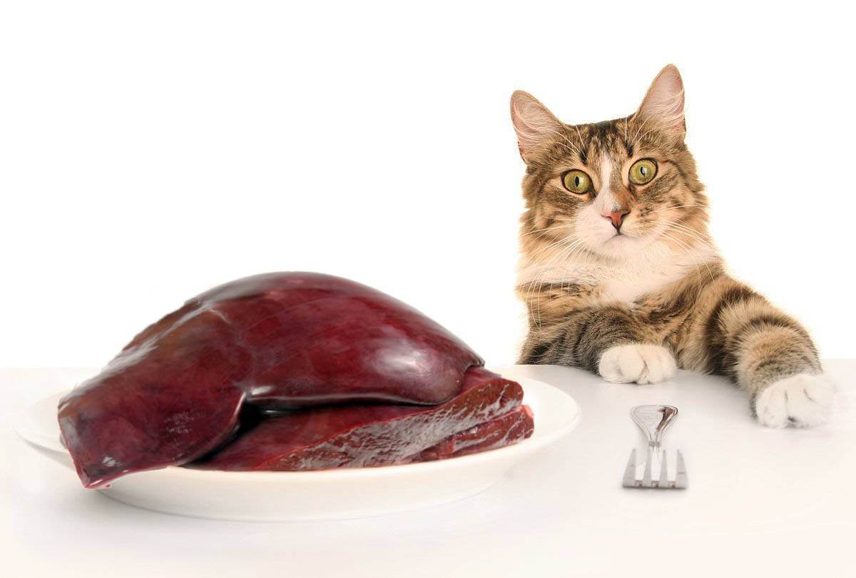 Можно ли кошкам куриную печень: плюсы и минусы, противопоказания