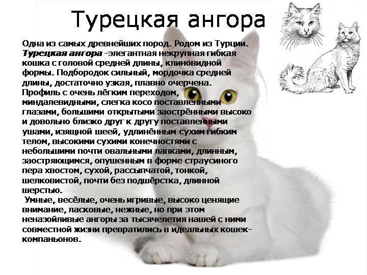 Турецкий ван - фото и описание породы кошек (характер, уход и кормление)