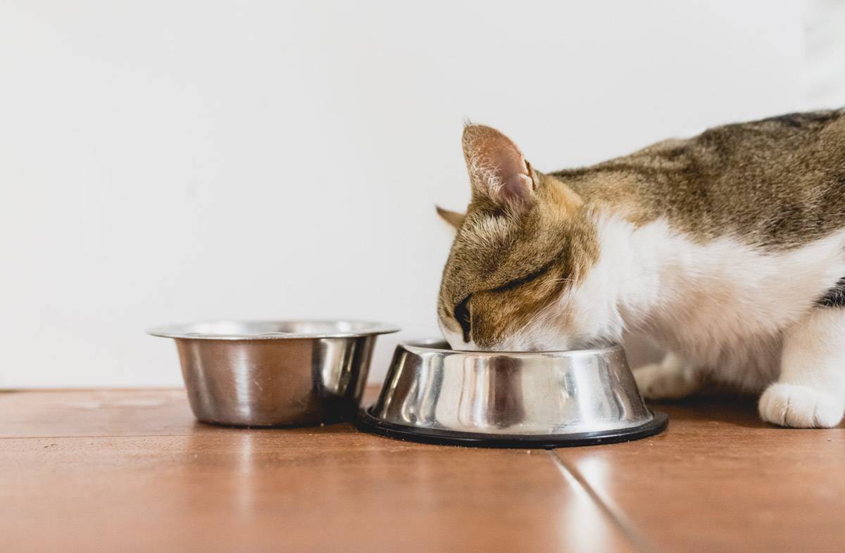 Как приучить кошку к сухому корму? как перевести кота с натуральной пищи и влажного корма на сухой? распространенные ошибки
