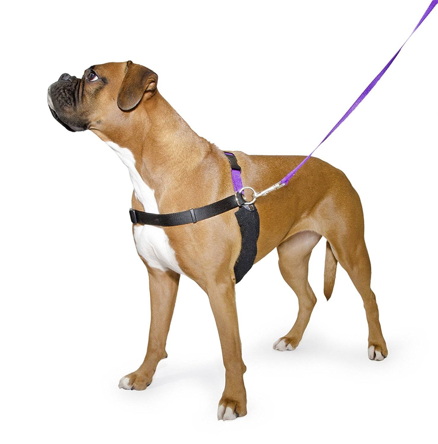 Как правильно одеть шлейку на собаку: как называется ошейник через лапы, поэтапная инструкция по применению с фото, схема