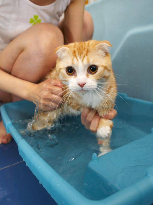 Купаем кошку правильно в домашних условиях: что делать, если она боится воды и царапается, как часто купать