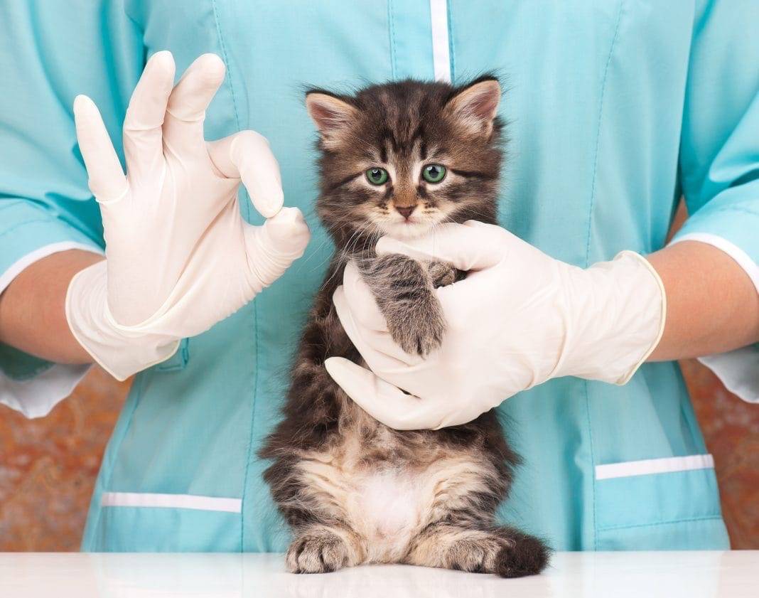 Лечение микроспории у кошек в домашних условиях: симптомы и признаки