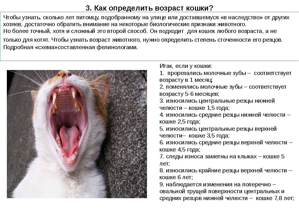 Как определить возраст кошки по глазам, по зубам, весу, шерсти, по человеческим меркам - блог о животных - zoo-pet.ru