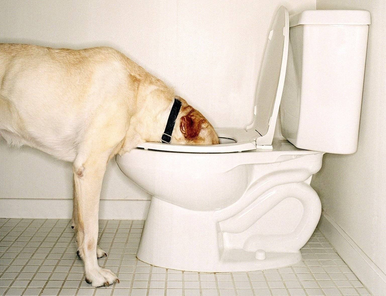 Кровь в кале у собаки – стоит ли бояться каждой из 10 причин и что с ними делать