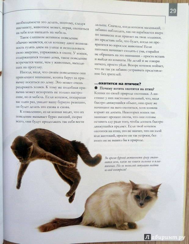 Что делать, чтобы злая кошка стала ручной: если соблюдать 5 правил, можно сделать ласковой и доброй любую кошку — британскую и дворовую