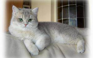 Вес шотландского котенка по месяцам: сколько должен весить кот в 2-3 месяца? норма веса кошки в 1 год
