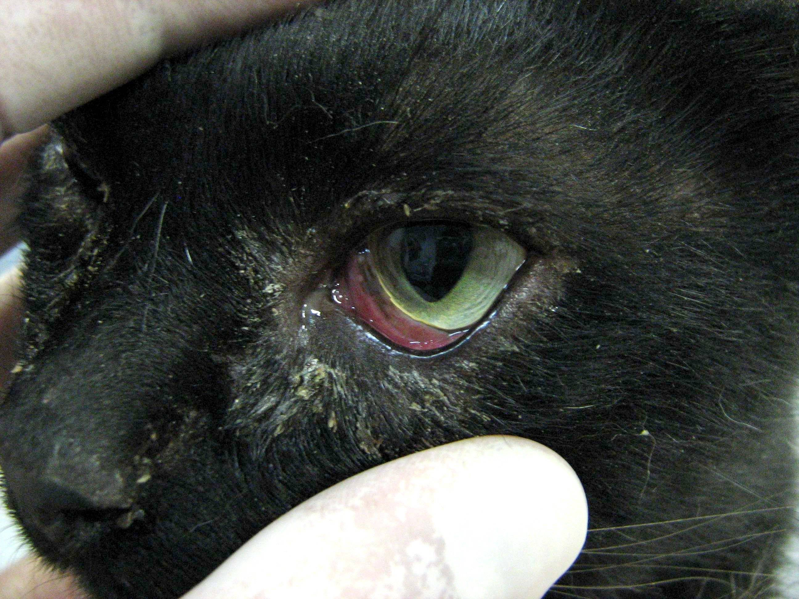 Черные пятна на носу у кошки - причины, что делать