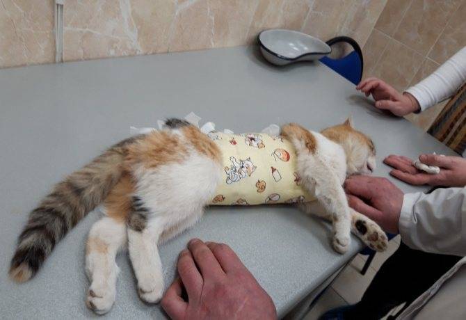 Первые часы кошки после стерилизации: как она выходит из состояния наркоза?