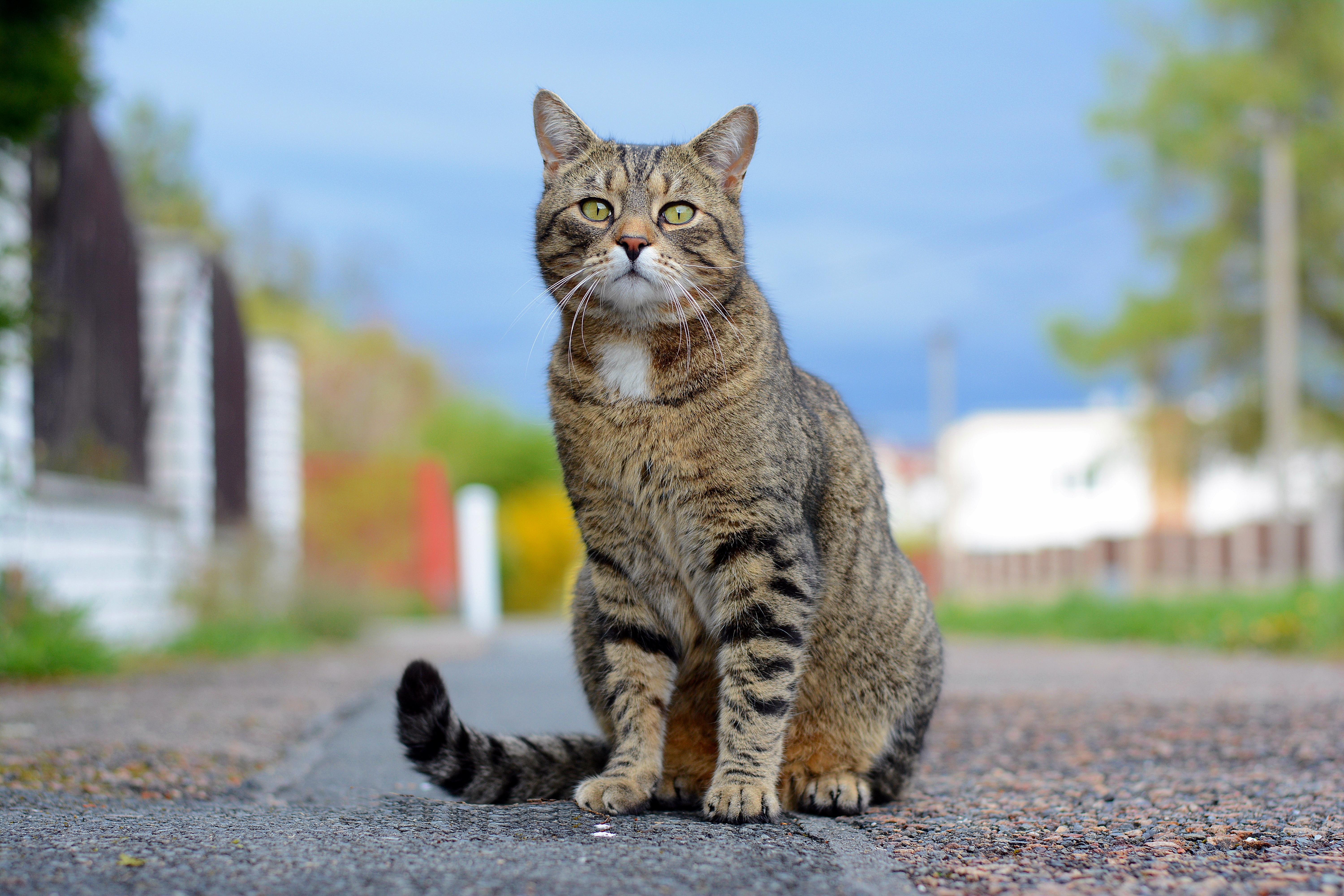 Пропал кот или кошка: что делать, где искать животное, как найти потерявшегося котенка, советы и рекомендации владельцам