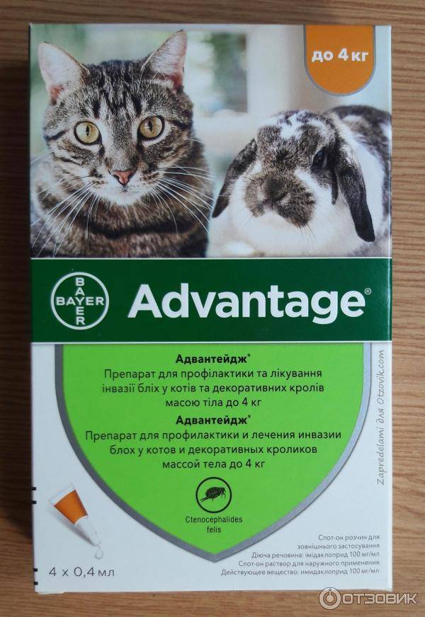 Адвантейдж для кошек: инструкция по применению, отзывы
