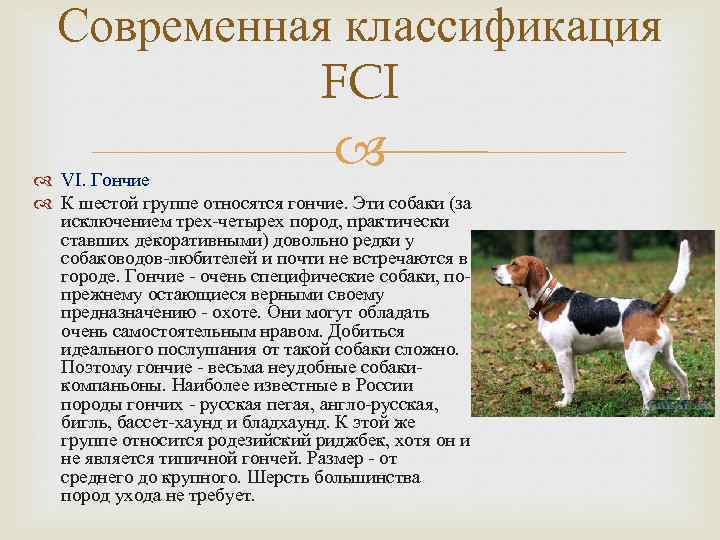 Бракки (континентальная легавая): фото породы собак брак, описание экстерьера и специализации