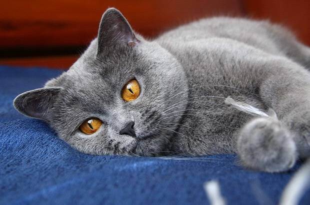 Гипоаллергенные кошки: какую породу выбрать при аллергии на животных