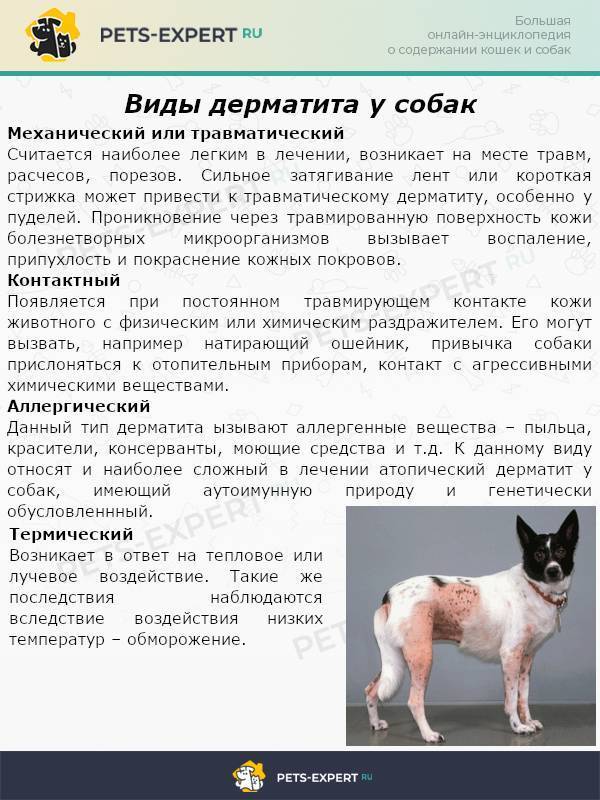 Дерматит у кошек: симптомы с фото, лечение в домашних условиях
