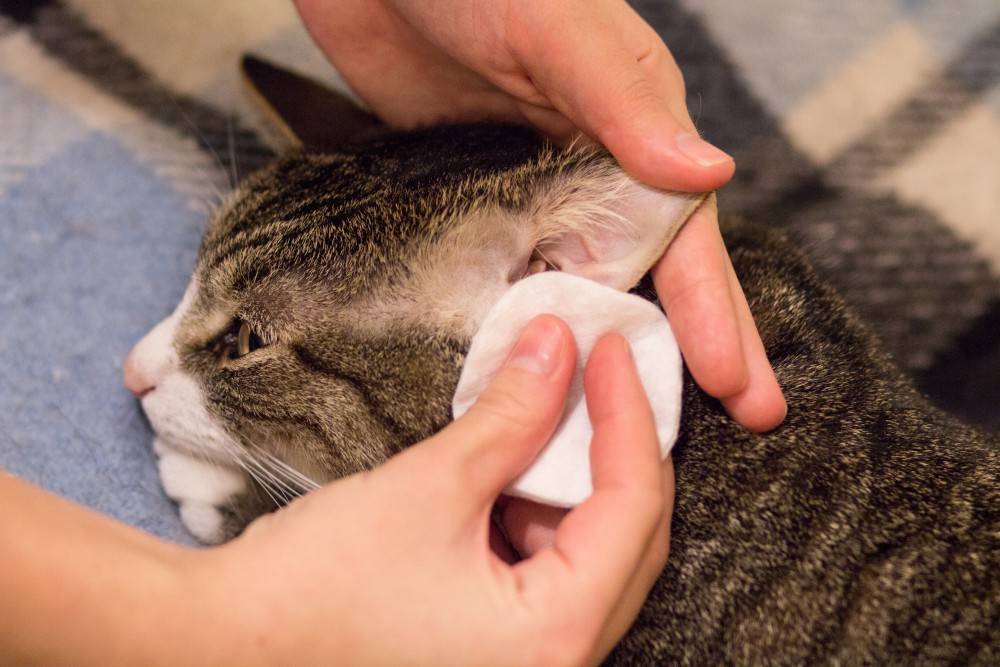 Как часто нужен уход за ушами кошки, а также какие лосьоны, капли и другие средства применяются в домашних условиях