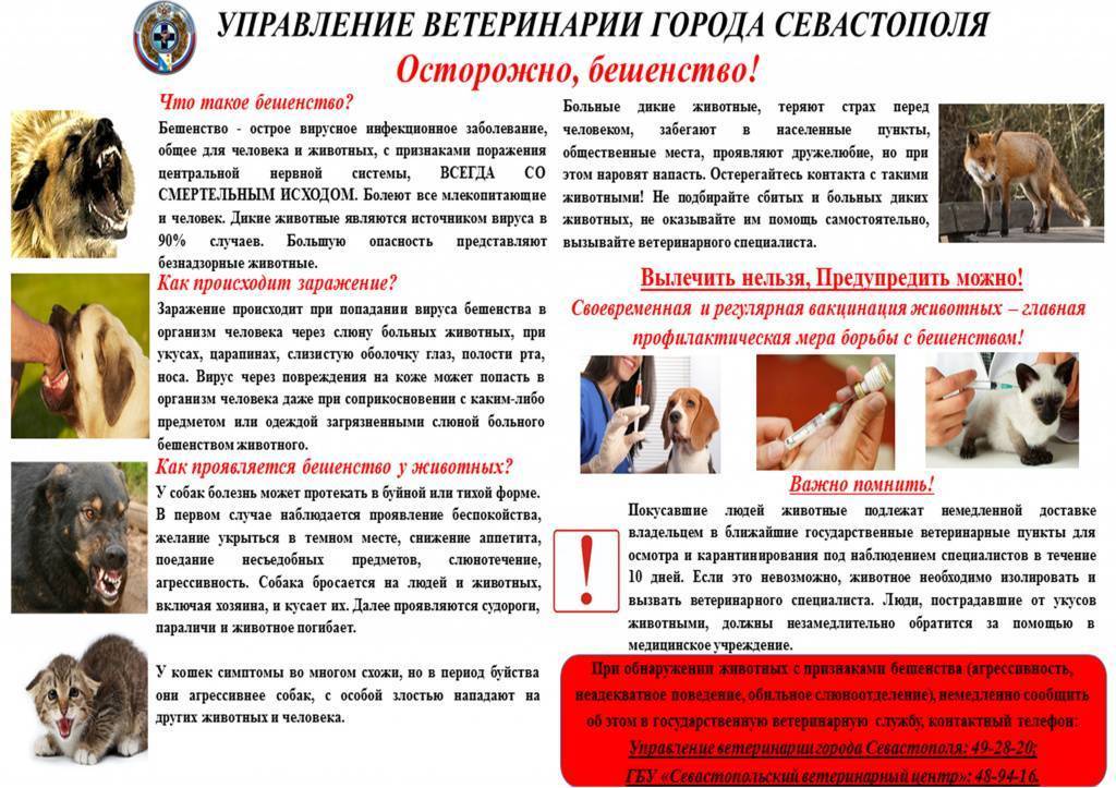 Бешенство у кошек - опасность для человека