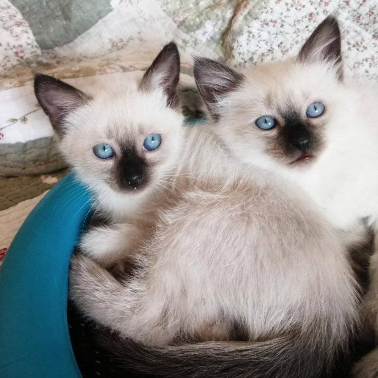 Сиамская кошка: описание породы с фото, особенности ухода и стоимость котят