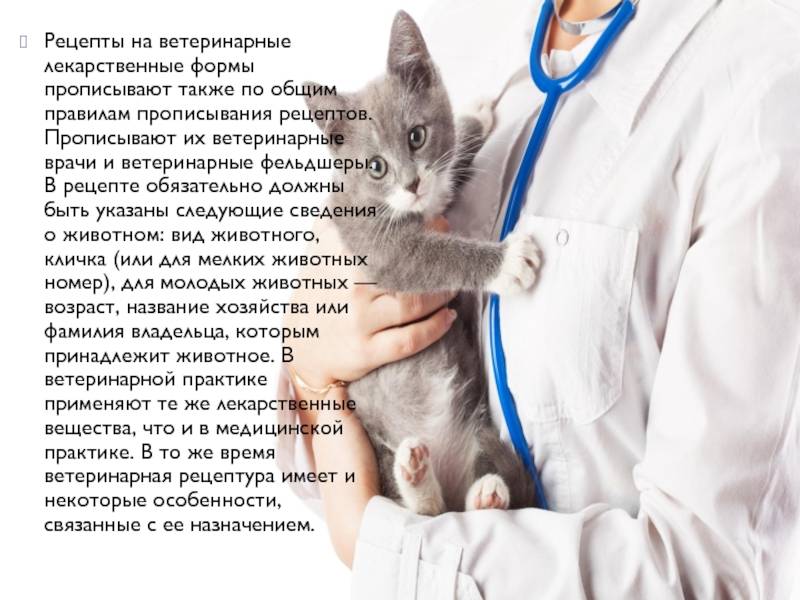 Искусственное вскармливание котят