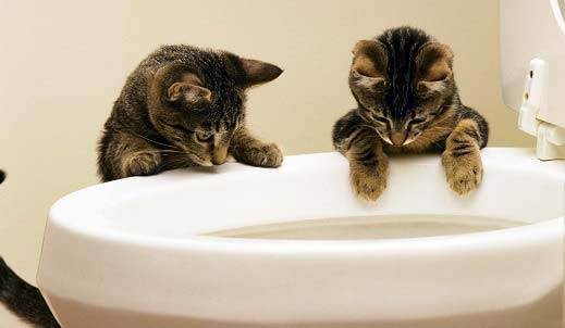 Выбираем наполнитель для кошачьего туалета