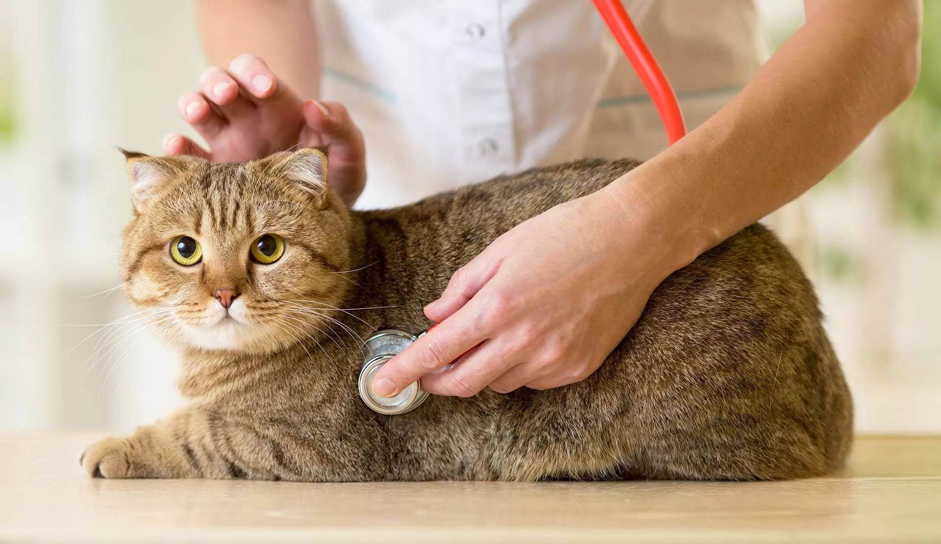 Симптомы и лечение инсульта у кошек