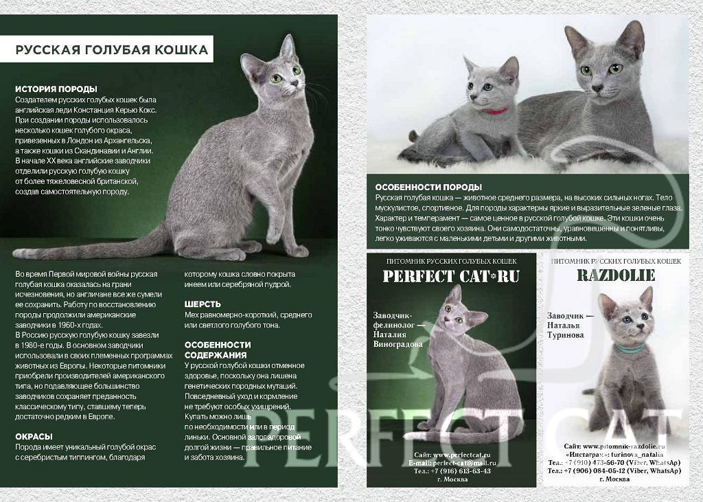 Русская голубая кошка: описание породы, характер, уход и здоровье