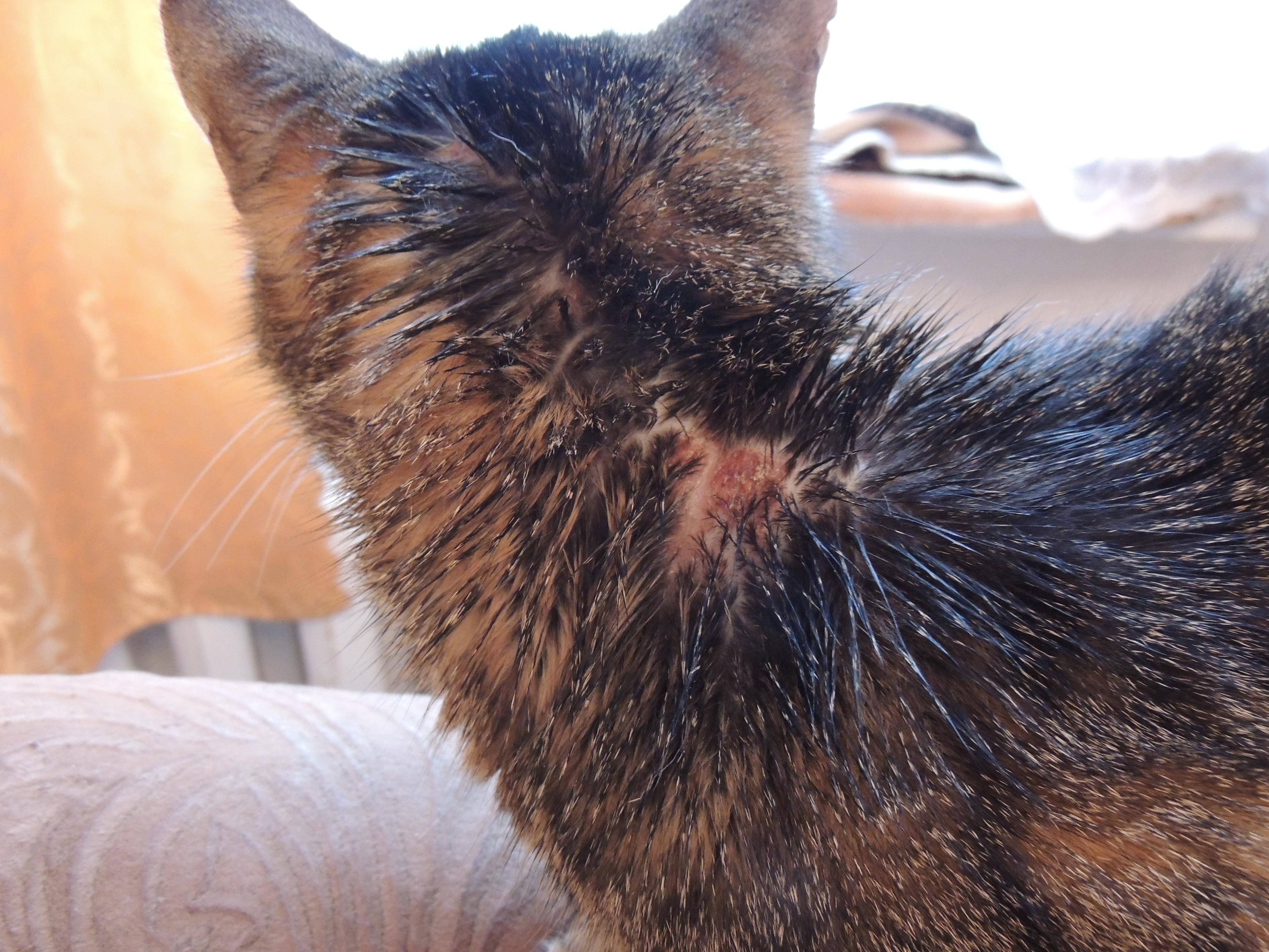 Саркоптоз у кошек и котов: симптомы и лечение