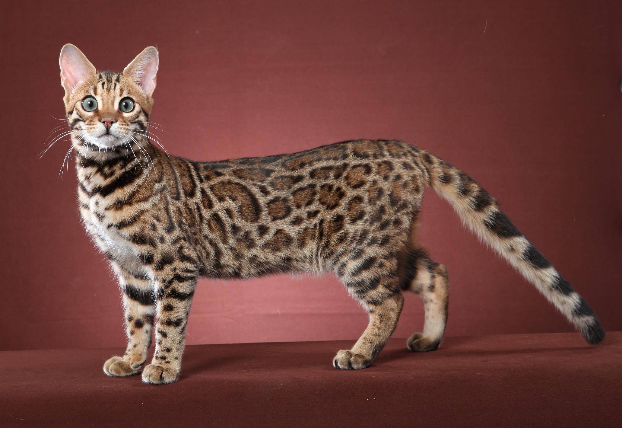 Какая порода кошек самая ручная. Кошка породы бенгал. Бенгальская леопардовая кошка. Бенгальская короткошерстная кошка. Оцикет мраморный.