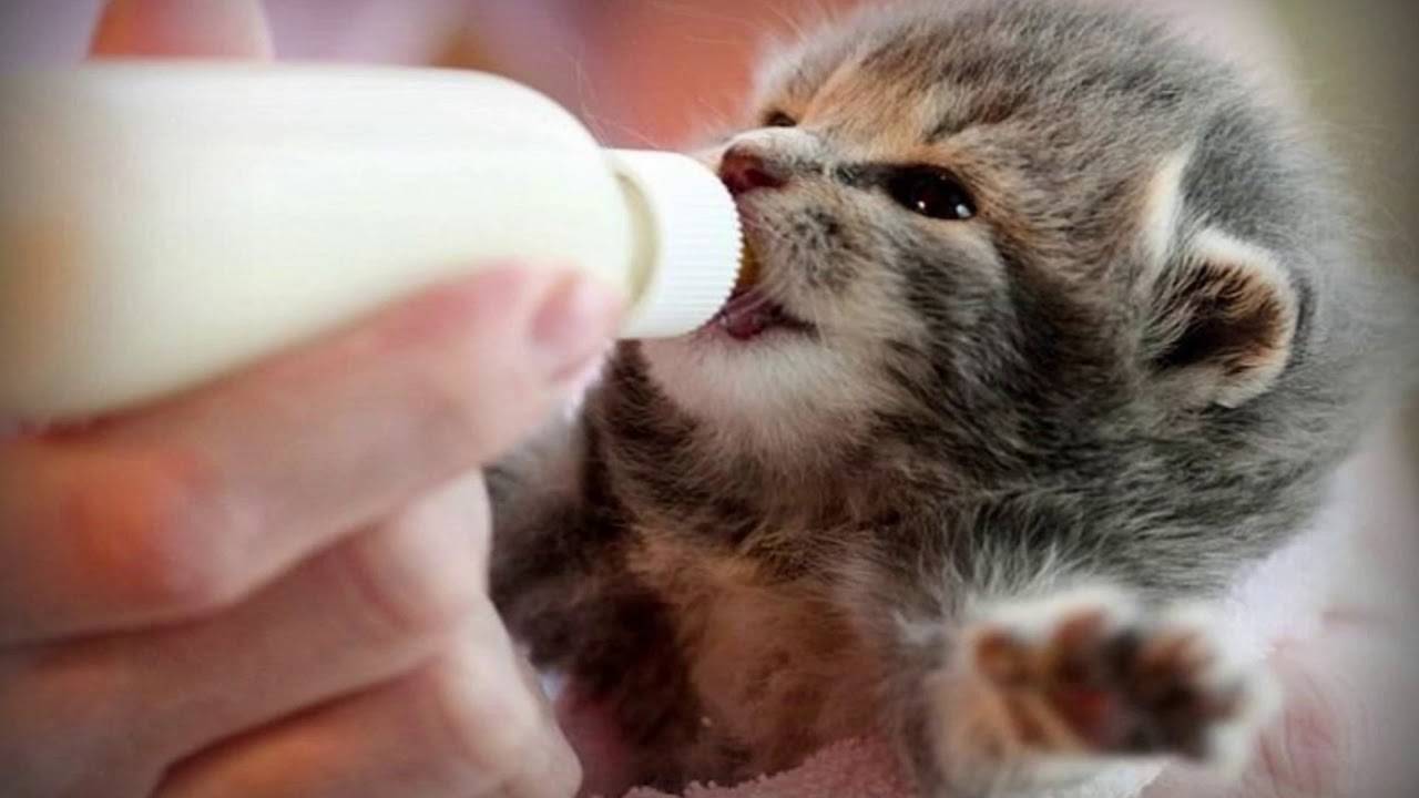 Как выкормить новорожденных котят без кошки