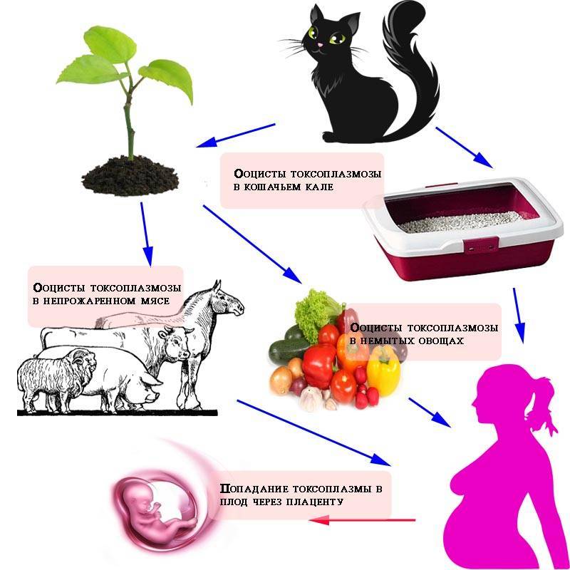 Токсоплазмоз у кошек: симптомы, лечение и профилактика