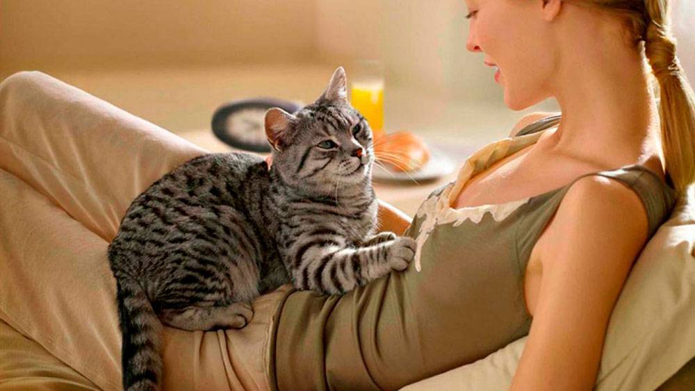 Причины почему коты могут топтать лапками человека: варианты зачем это делается