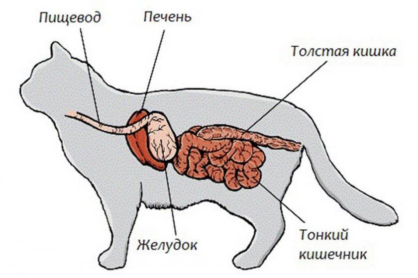 Корм для кошек с больной печенью: чем кормить питомца, имеющего проблемы с этим органом?