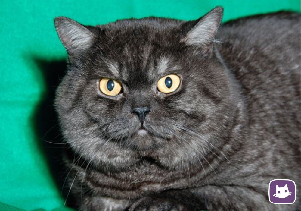 Чёрный окрас у британских кошек и котов