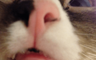 Опухла нижняя губа у кошки: причины, первая помощь, лечение